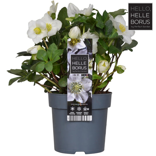 Helleborus Niger Christmas Carol (XL) - Pflanzfix24
