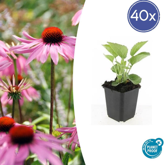 40x Echinacea p. 'Magnus' - ↕10-25cm - Ø9cm - Pflanzfix24.de - Pflanzfix24.de