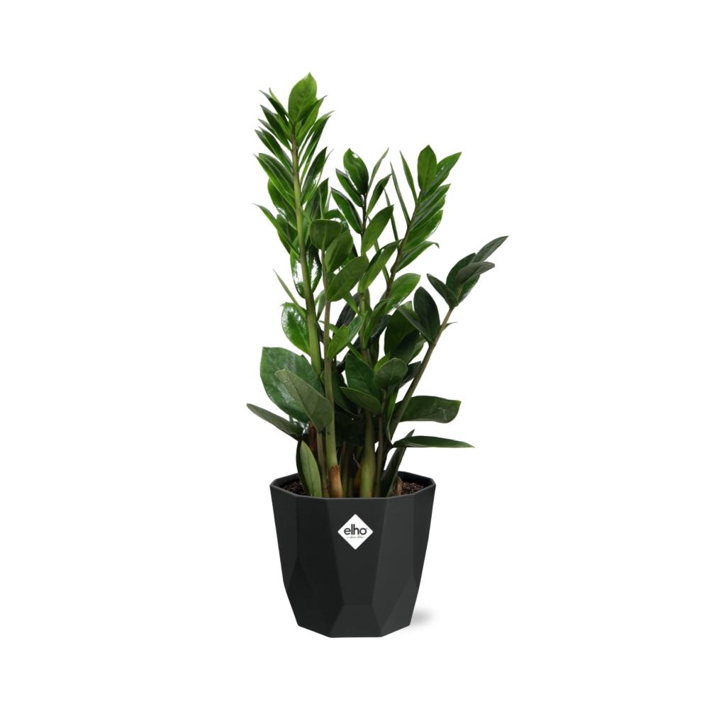 Zamioculcas - ZZ-Pflanze 45-50 cm 14cm b.for rock living black - Pflanzfix24