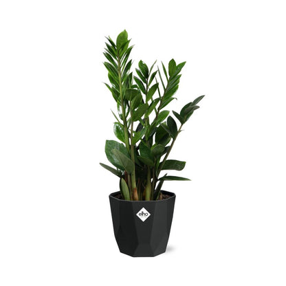 Zamioculcas - ZZ-Pflanze 45-50 cm 14cm b.for rock living black - Pflanzfix24