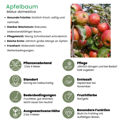 Bio-Apfelbaum Malus - 1 x Ø 20 cm - ↨ 60 cm - Pflanzfix24.de - Pflanzfix24.de