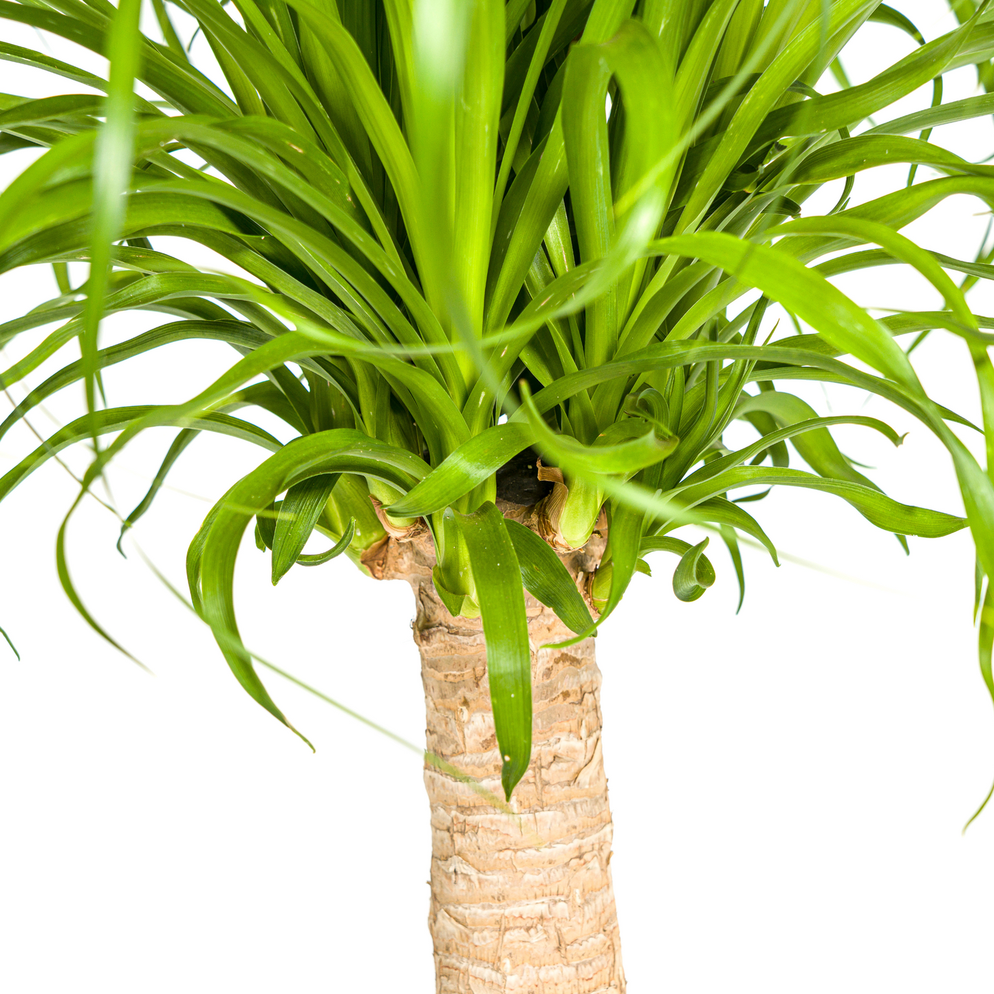 Beaucarnea Recurvata Stamm Ø21cm - ↕60 - 80cm von Pflanzfix24.de - Pflanzfix24.de
