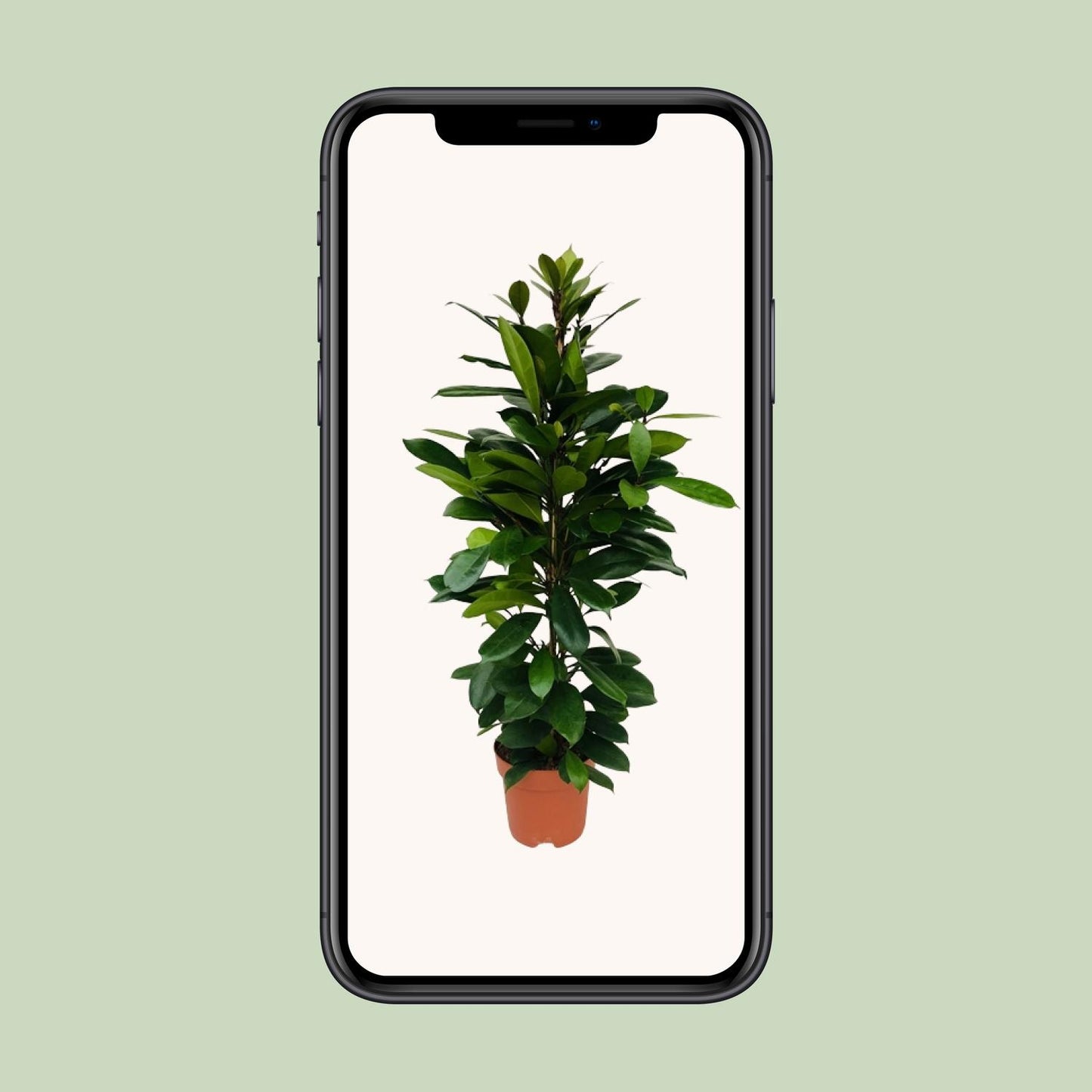 Ficus Cyathistipula - Ø21cm - ↕105cm bei Pflanzfix24.de - Pflanzfix24.de