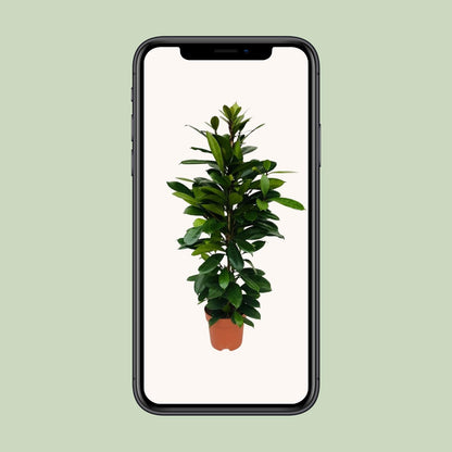 Ficus Cyathistipula - Ø21cm - ↕105cm bei Pflanzfix24.de - Pflanzfix24.de
