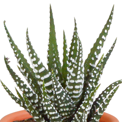 Kakteen und Sukkulenten Mix 5,5 cm | 15er Set - Terrakotta Topf - Pflanzfix24.de - Pflanzfix24.de
