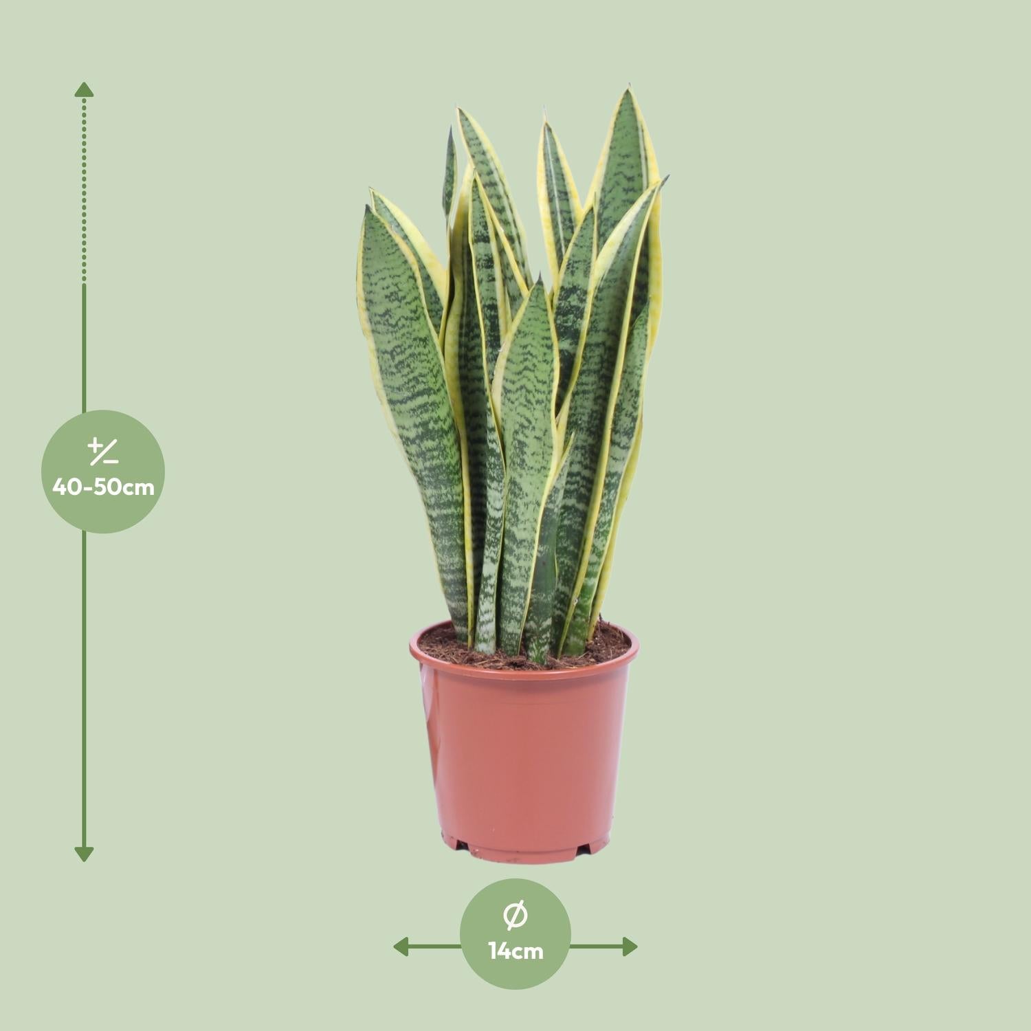 Sansevieria Trifasciata Laurentii Ø14cm | Luftreinigende Zimmerpflanze – Pflanzfix24.de - Pflanzfix24.de