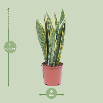 Sansevieria Trifasciata Laurentii Ø14cm | Luftreinigende Zimmerpflanze – Pflanzfix24.de - Pflanzfix24.de