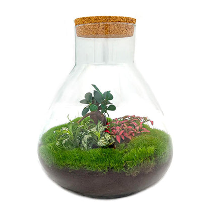 Sam XL Bonsai - DIY Terrarium - 32 cm hoog - Pflanzfix24