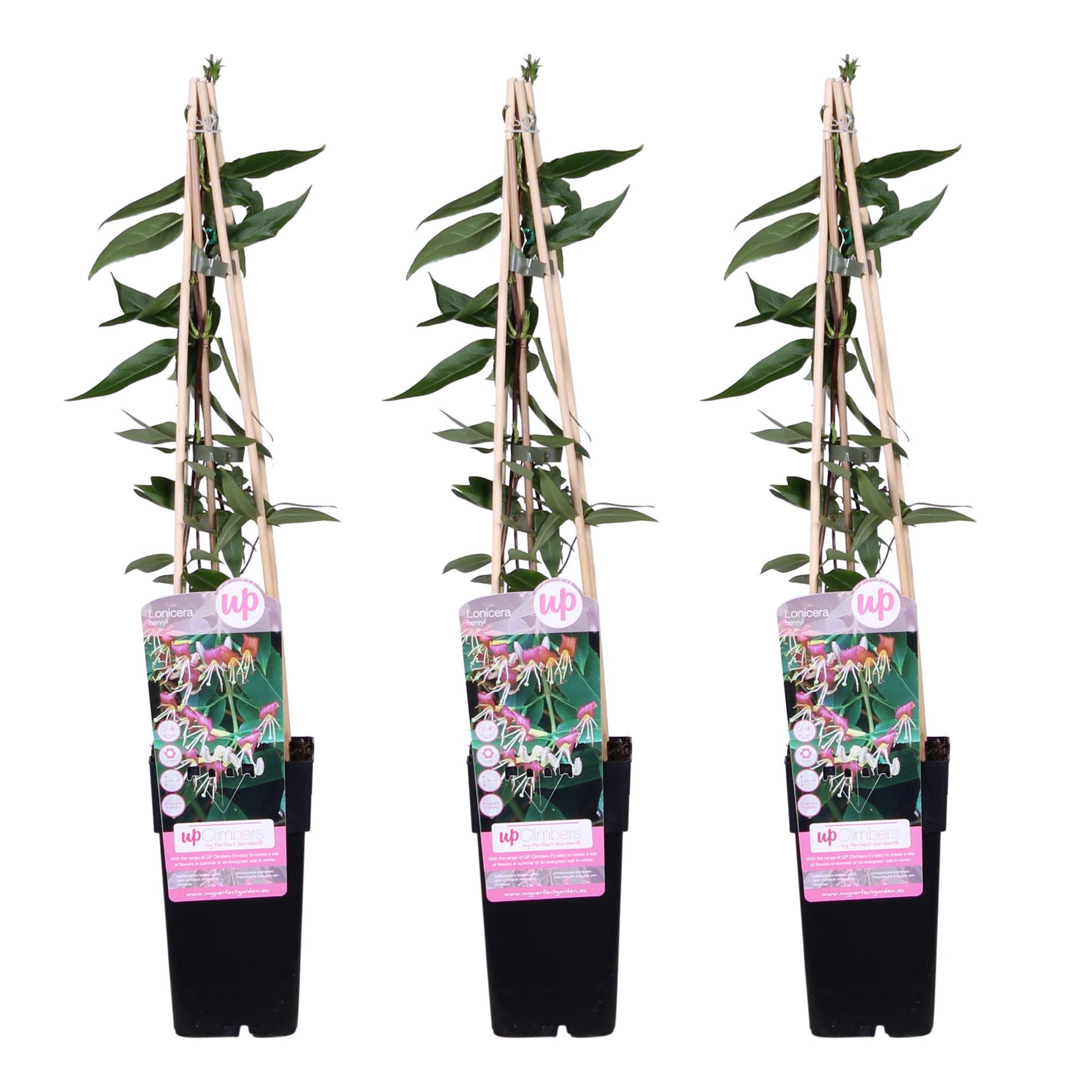 3x - Lonicera henryi - ↨65cm - Ø15 - Pflanzfix24.de - Pflanzfix24.de