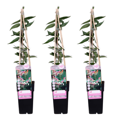 3x - Lonicera henryi - ↨65cm - Ø15 - Pflanzfix24.de - Pflanzfix24.de
