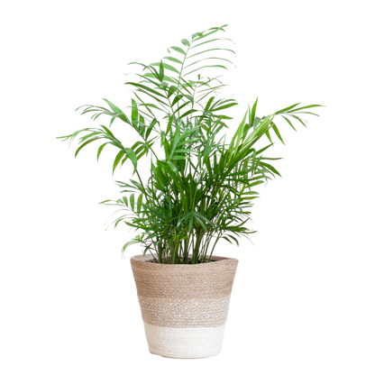 Chamadorea Elegans mit Korb Lissabon weiß - 55cm - Ø17 bei Pflanzfix24