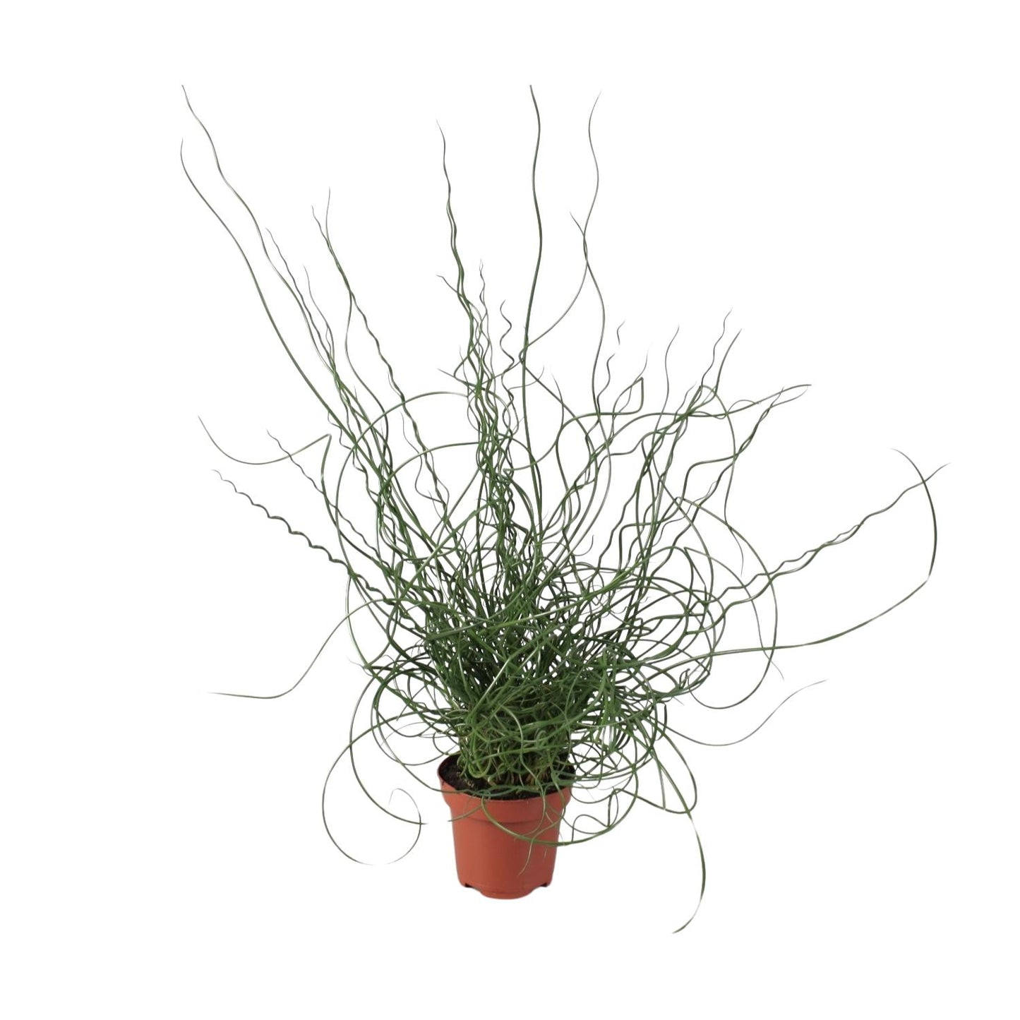 Juncus Effusus Spiralis - Ø12cm - ↕30cm - Pflanzfix24
