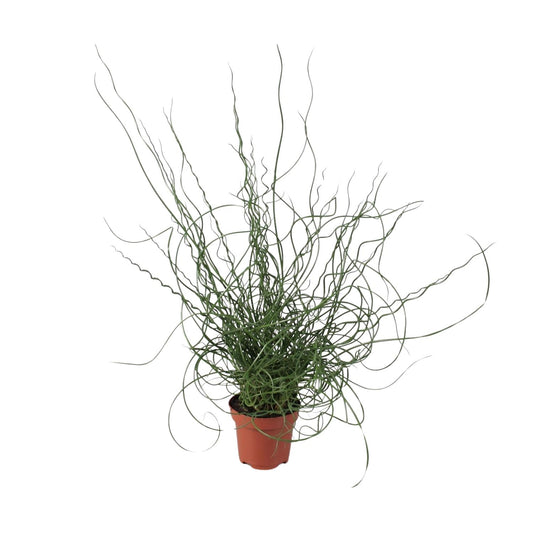 Juncus Effusus Spiralis - Ø12cm - ↕30cm - Pflanzfix24