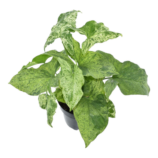 Syngonium Mottled Ø12cm – marmorierte Zimmerpflanze bei Pflanzfix24.de - Pflanzfix24.de