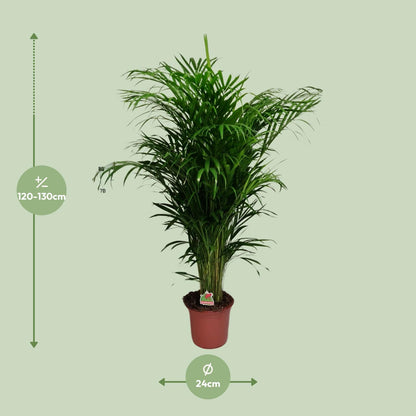 Dypsis Lutescens - Ø24cm - ↕125cm bei Pflanzfix24