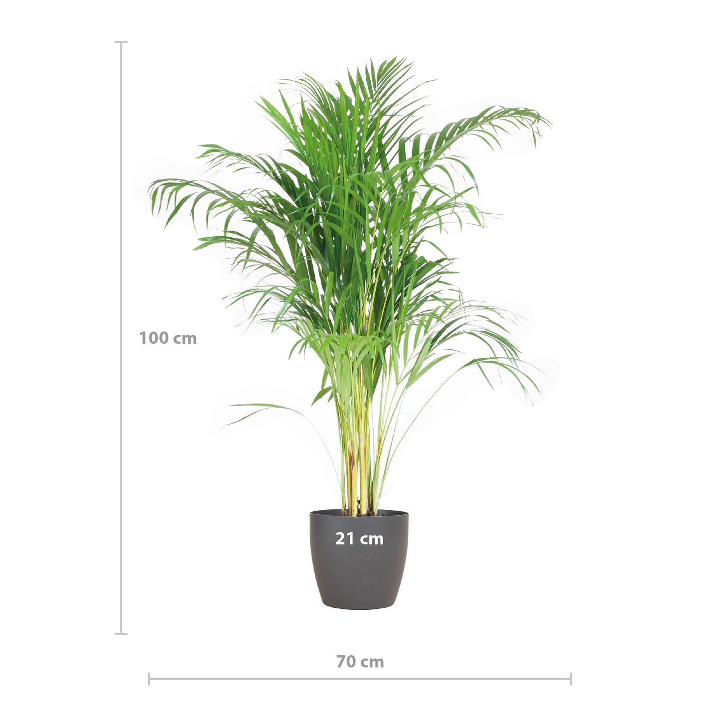 Areca Palm (Dypsis) mit Viber Grau - 100cm - Ø21 - Pflanzfix24
