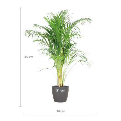 Areca Palm (Dypsis) mit Viber Grau - 100cm - Ø21 - Pflanzfix24