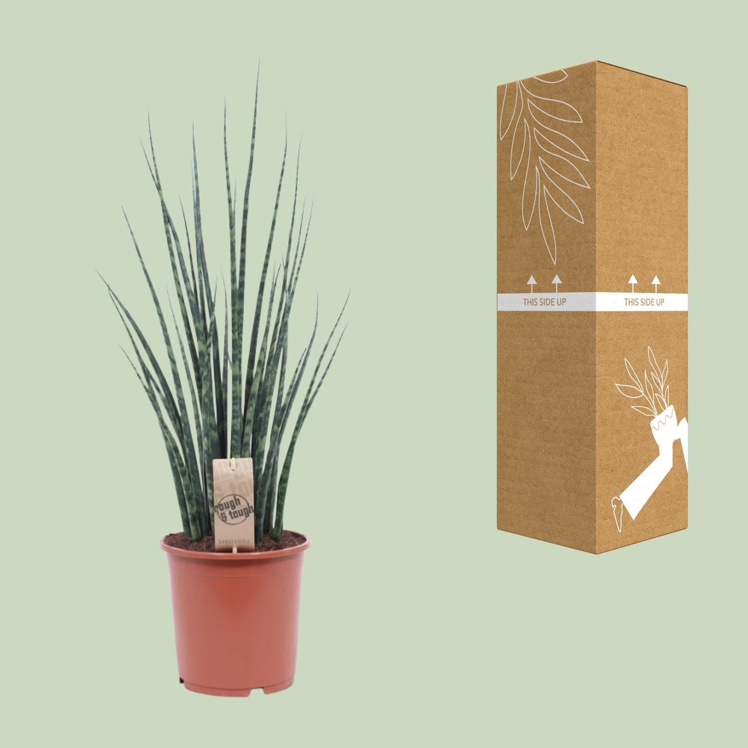 Sansevieria Fernwood Mikado Ø19cm – 80cm hoch | Pflanzfix24.de - Pflanzfix24.de
