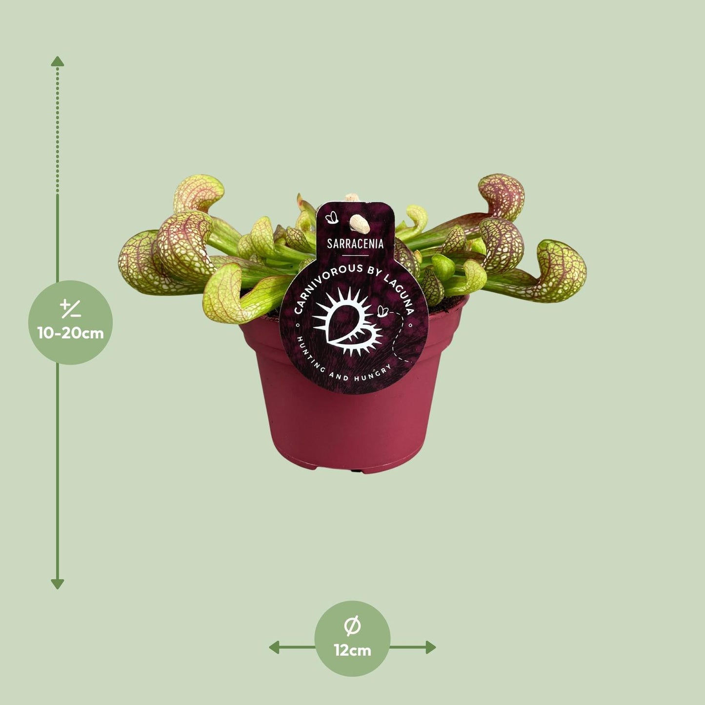 Sarracenia Psittacina - Ø12cm - pflanzfix24