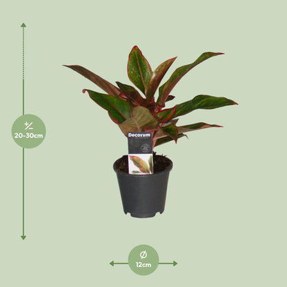 Aglaonema Crete - Ø12cm - Pflanzfix24