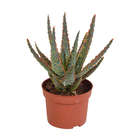 Aloe Zebrina Dannyz 10,5cm - Pflanzfix24.de - Pflanzfix24.de