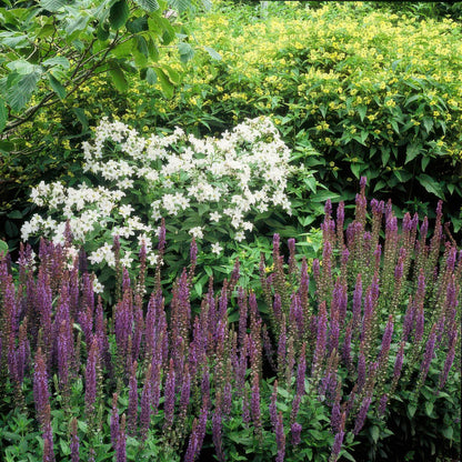 40x Salvia nemorosa 'Ostfriesland' lila Blütenstaude | Pflanzfix24