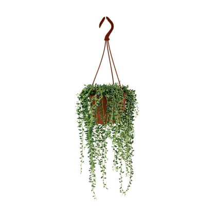 Senecio Herreianus Ø12 cm – pflegeleichte Zimmerpflanze | Pflanzfix24.de - Pflanzfix24.de