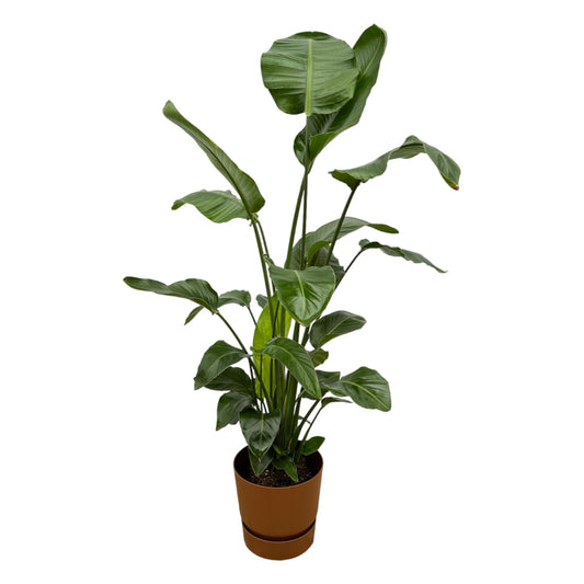 Strelitzia Nicolai 160 cm mit Elho Greenville Round braun | Pflanzfix24.de - Pflanzfix24.de