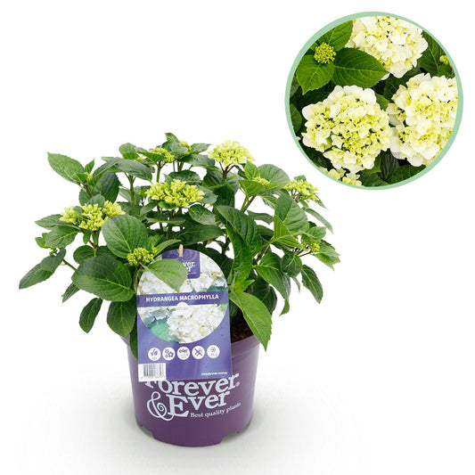 Hortensie - Hydrangea Forever & Ever - Weiß - 7-12 Blüten - Topf 23cm Höhe 55cm - Pflanzfix24.de - Pflanzfix24.de