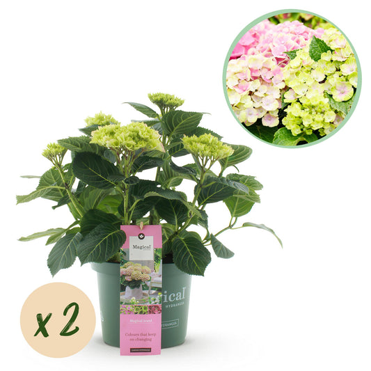 Hortensie Hydrangea Magical Jewel Pink - 2 Pflanzen - Topf 23cm - Pflanzfix24.de - Pflanzfix24.de