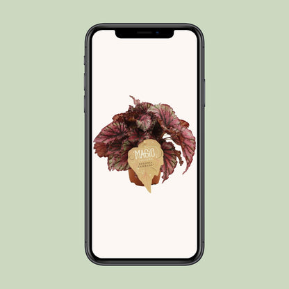 Begonia Rex Lambada - Ø12 ↕25 von Pflanzfix24