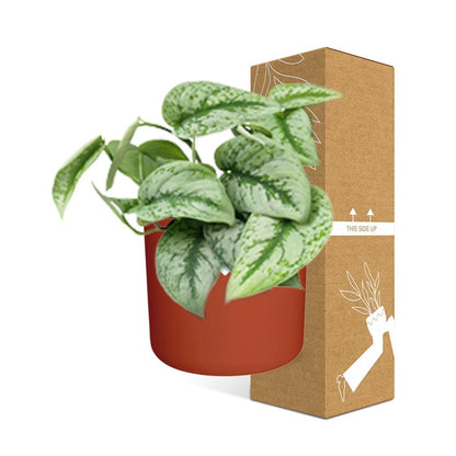 Scindapsus Pictus ‘Trebie’ in ELHO b.for soft rond 14cm brique - Pflanzfix24