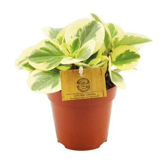 Peperomia Obtipan Bicolor - Ø12cm - ↕20cm - Pflanzfix24