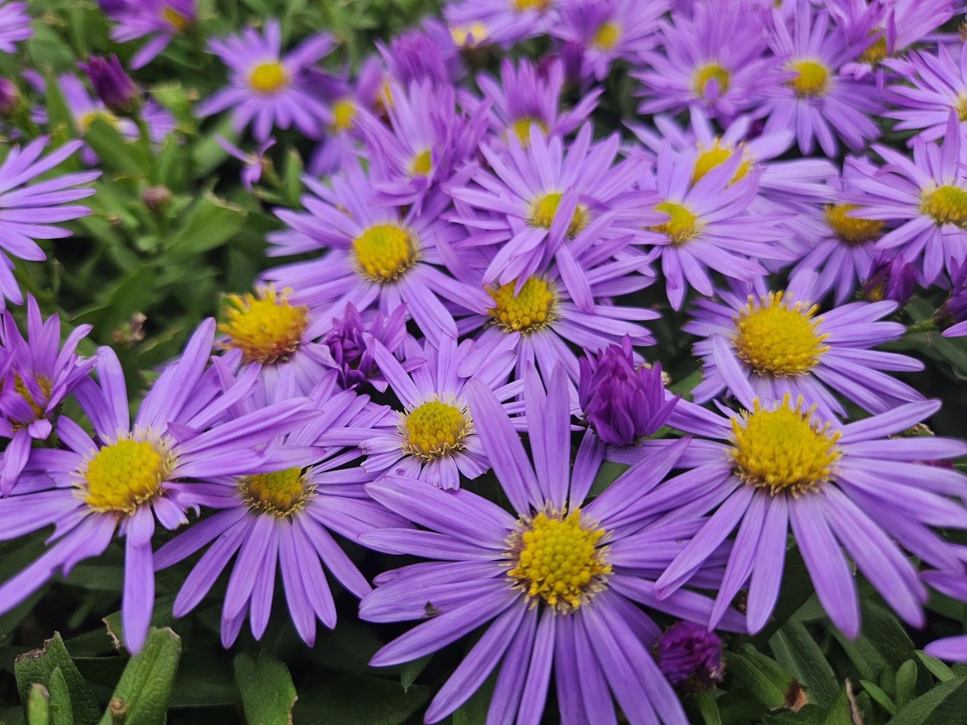 "20x Premium Herbstaster 'Prof. Anton Kippenberg' von Pflanzfix24.de - ↕10-25cm - Ø9cm" - Pflanzfix24.de