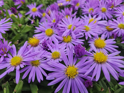 "20x Premium Herbstaster 'Prof. Anton Kippenberg' von Pflanzfix24.de - ↕10-25cm - Ø9cm" - Pflanzfix24.de