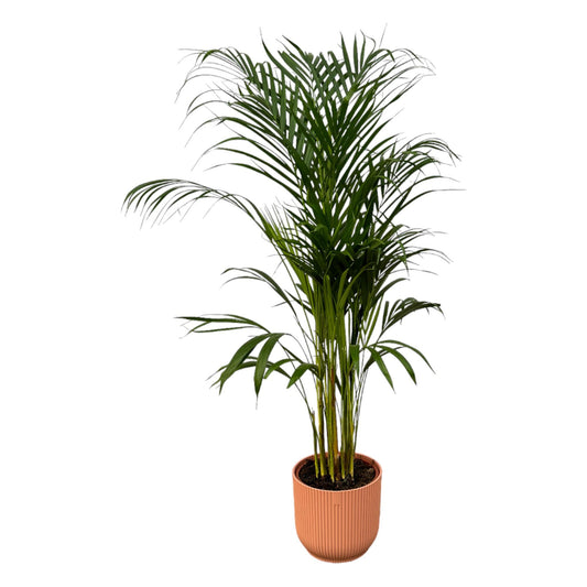 Areca palm - 110cm - elho Vibes Fold Round roze D22xH20 - Pflanzfix24.de - Pflanzfix24.de