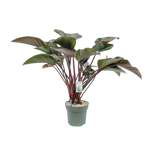 Philodendron Red Beauty - Ø30cm - ↕110cm - Pflanzfix24