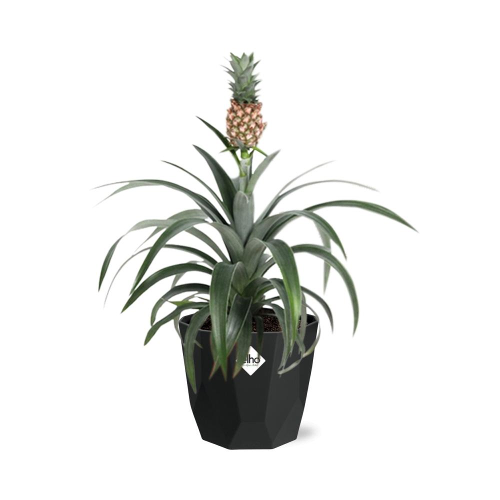 Ananas Mi Amigo in 14cm b.for rock living black - Pflanzfix24