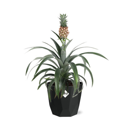 Ananas Mi Amigo in 14cm b.for rock living black - Pflanzfix24
