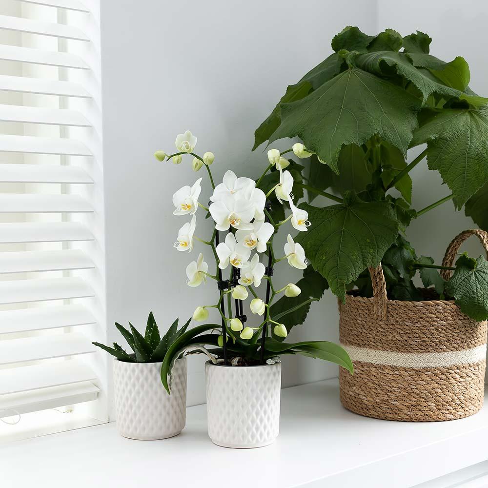 Kolibri Orchideen Phalaenopsis Niagara Fall Weiß Ø9cm – Pflanzfix24.de - Pflanzfix24.de