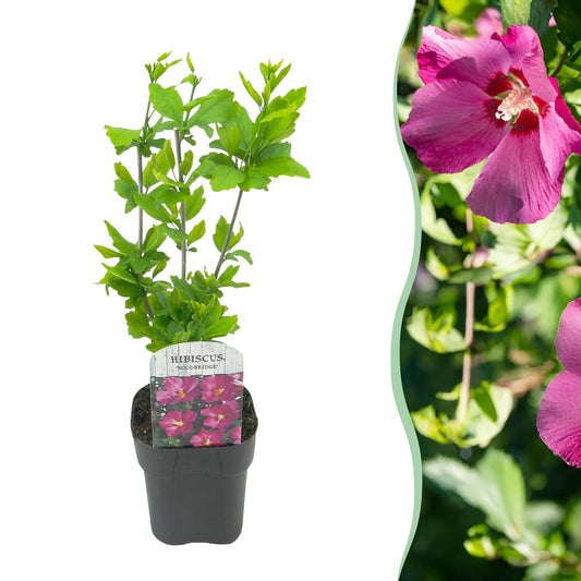 Pflanzfix24.de - Hibiscus syriacus Woodbridge - 1 Pflanze - Blüte Rosa - Laubabwerfend - Topf 17cm - Pflanzfix24.de