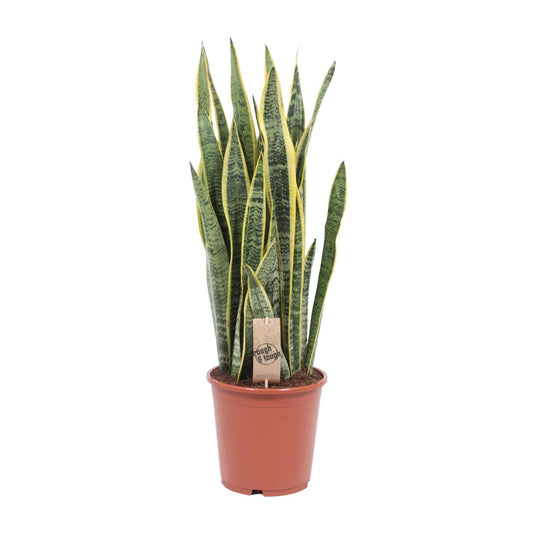 Sansevieria Laurentii - Ø21cm - ↕80cm von Pflanzfix24