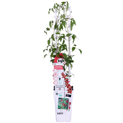 Clematis Nubia - Clematis Evison Rot - Ø15cm - ↕65cm - Pflanzfix24.de - Pflanzfix24.de