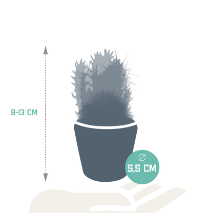 Kakteenmischung 5,5 cm - 5x - in Mexicaanse pot - Pflanzfix24.de - Pflanzfix24.de
