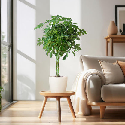 Schefflera Nora mit Viber-Topf – 70 cm – Pflanzfix24.de - Pflanzfix24.de