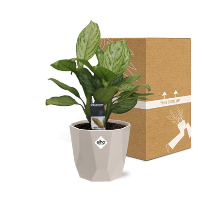 Aglaonema Christina in ELHO b.for rock 14 cm warm grey - Pflanzfix24