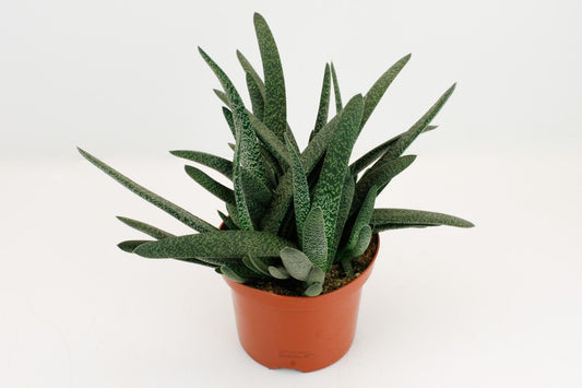 Gasteria Minor - Ø17cm - ↕20cm bei Pflanzfix24