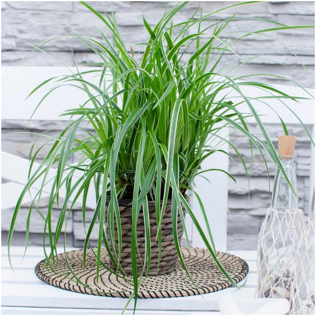 3 x Carex morrowi 'Ice Dance' - Ø 14 cm - ↨ 25 cm - Pflanzfix24