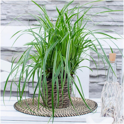 3 x Carex morrowi 'Ice Dance' - Ø 14 cm - ↨ 25 cm - Pflanzfix24