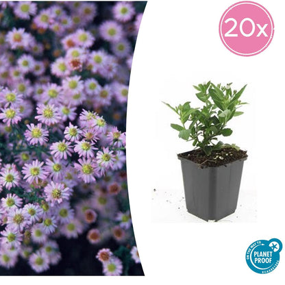 20x Aster ageratoides 'Stardust' weiß Ø9cm Herbststauden – Pflanzfix24.de - Pflanzfix24.de